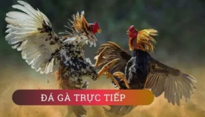 Khám Phá Cách Chơi Đá Gà WS168 Tại Luck8: Hành Trình Giải Trí Đỉnh Cao