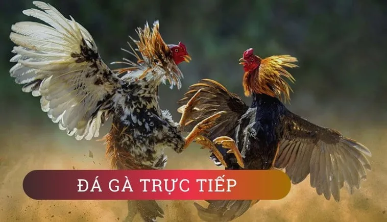 Khám Phá Cách Chơi Đá Gà WS168 Tại Luck8: Hành Trình Giải Trí Đỉnh Cao
